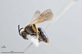 Media type: image;   Entomology 609603 Aspect: habitus lateral view